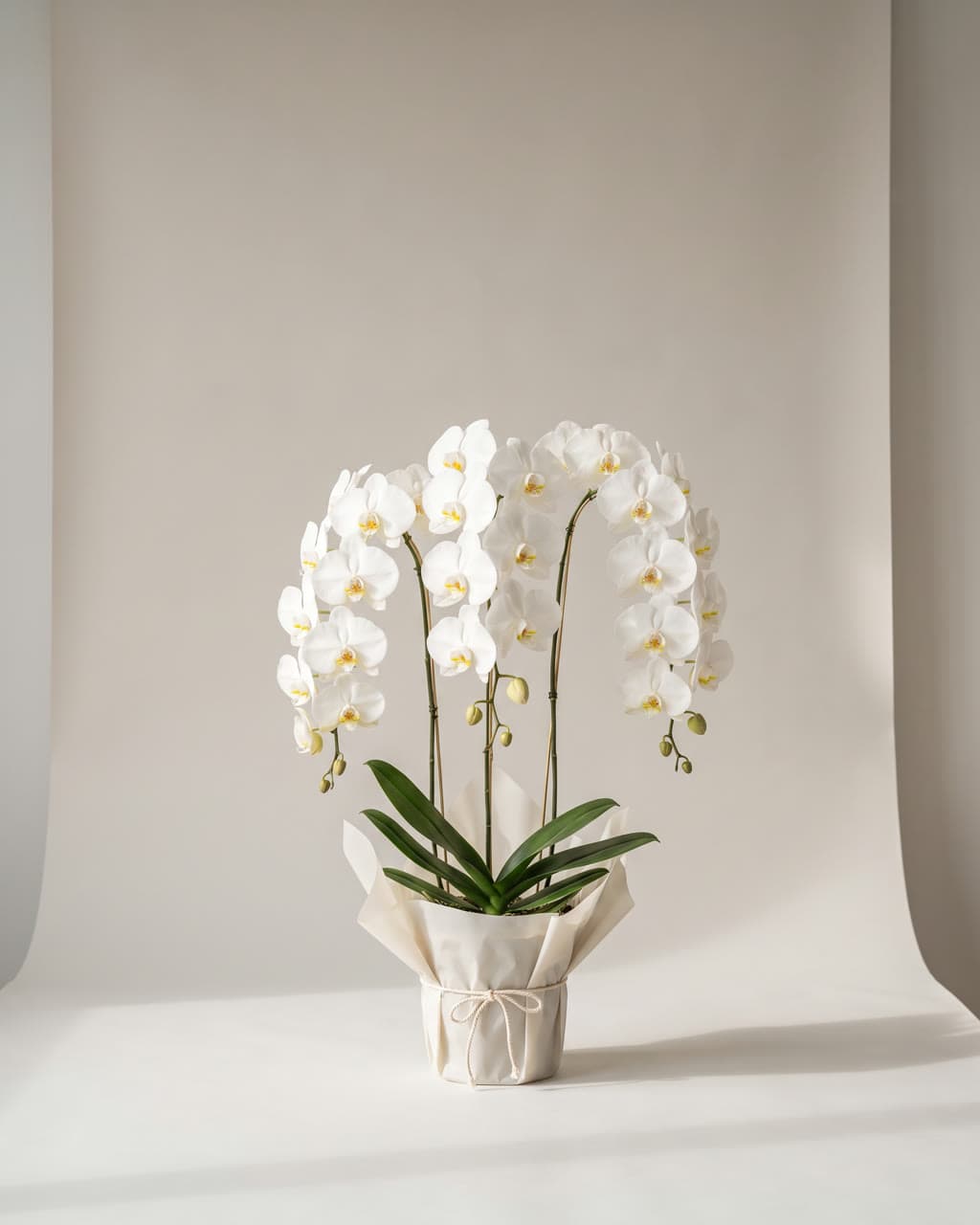 Orchid Royale
